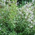 Ceanothus x delilianus